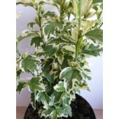 Kép 4/6 - Kerti mályvacserje - hibiscus syriacus variegata