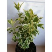 Kép 5/6 - Kerti mályvacserje - hibiscus syriacus variegata