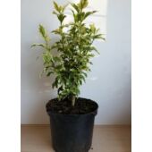 Kép 6/6 - Kerti mályvacserje - hibiscus syriacus variegata