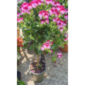 Kép 1/3 - Törzses muskátli - Pelargonium
