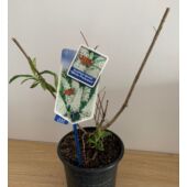 Kép 2/4 - Buddleia davidii 'White Profusion' - Fehér nyáriorgona