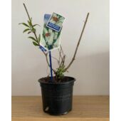 Kép 4/4 - Buddleia davidii 'White Profusion' - Fehér nyáriorgona