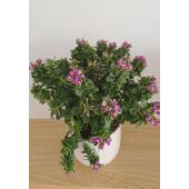 Kép 3/4 - polygala_bibi_pink_