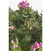 Kép 4/4 - polygala_bibi_pink_