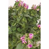 Kép 1/4 - Polygala Myrtifolia  Bibi pink