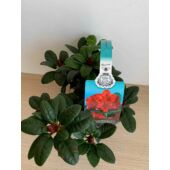 Kép 2/3 - rhododendron_scarlet_wonder