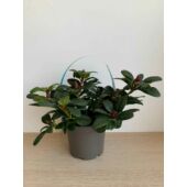 Kép 3/3 - rhododendron_scarlet_wonder