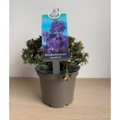 Kép 2/3 - Rhododendron Impeditum élénk lila havasszépe