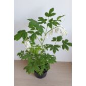 Kép 2/3 - Dicentra spectabilis 'Alba' - Nagy szívvirág (fehér)