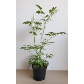Kép 3/3 - Dicentra spectabilis 'Alba' - Nagy szívvirág (fehér)