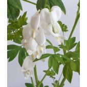 Kép 1/3 - Dicentra spectabilis 'Alba' - Nagy szívvirág (fehér)