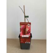 Kép 3/4 - Parthenocissus quinquefolia 'Engelmannii' Tapadó Vadszőlő
