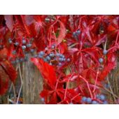 Kép 1/4 - Parthenocissus quinquefolia 'Engelmannii' Tapadó Vadszőlő
