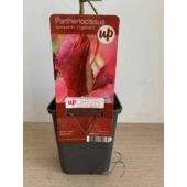 Kép 2/4 - Parthenocissus quinquefolia 'Engelmannii' Tapadó Vadszőlő