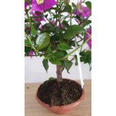 Kép 4/5 - Bougainvillea alexandra Bonsai