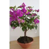 Kép 5/5 - Bougainvillea alexandra Bonsai