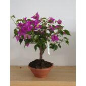 Kép 1/5 - Bougainvillea alexandra Bonsai
