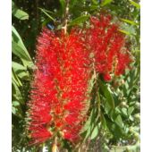 Kép 2/5 - Callistemon-Kefevirág