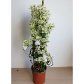 Kép 2/2 - Bougainvillea-Murvafürt Fehér