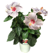 Kép 2/2 - Hibiszkusz - HibisQs Longlife Cato