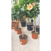 Kép 2/2 - Hibiszkusz Classic Apricot