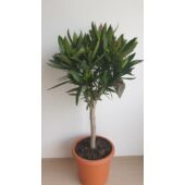 Kép 2/3 - Törzses leander "Jannoch" 50 cm magas