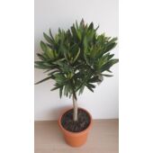 Kép 3/3 - Törzses leander 50 cm magas