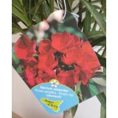 Kép 1/3 - Törzses leander "Jannoch" 50 cm magas