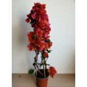 Kép 2/2 - Bougainvillea-Murvafürt Narancsos lila