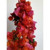 Kép 1/2 - Bougainvillea-Murvafürt Narancsos lila