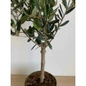 Kép 3/3 - olajfa40cm