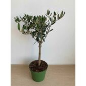 Kép 1/3 - Olivafa-Olajfa 40 cm