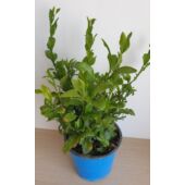 Kép 3/4 - plumbago_kek_