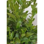 Kép 4/4 - plumbago_kek_
