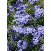Kép 1/4 - Kék virágú ólomvirág (Plumbago auriculata)