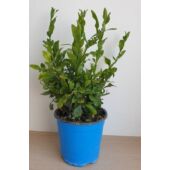 Kép 2/4 - plumbago_kek_