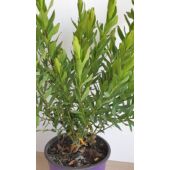 Kép 3/5 - polygala_