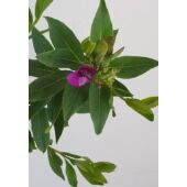 Kép 4/5 - polygala_