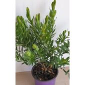 Kép 5/5 - polygala_