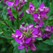 Kép 1/5 - Polygala Myrtifolia - Mirtuszlevelű pacsirtafű