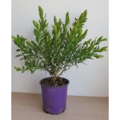 Kép 2/5 - polygala_