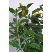 Kép 3/5 - Törzses  Hibiszkusz - sárga virágú