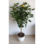 Kép 4/5 - Törzses  Hibiszkusz - sárga virágú