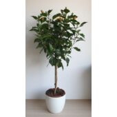 Kép 5/5 - Törzses  Hibiszkusz - sárga virágú