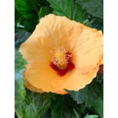 Kép 1/5 - Törzses  Hibiszkusz - sárga virágú