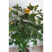 Kép 2/5 - Törzses  Hibiszkusz - sárga virágú