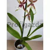 Kép 2/3 - Cambria Orchidea