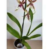 Kép 2/3 - Cambria Orchidea