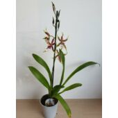 Kép 3/3 - Cambria Orchidea