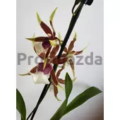 Kép 1/3 - Cambria Orchidea